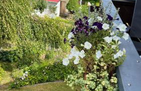 Ferienwohnung Stockrose - Foto 8