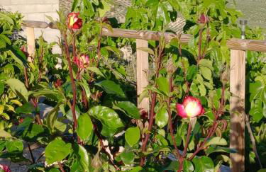 Cortijo Rural Buenavista Montefrio - Foto 4