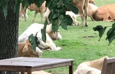 Zauberhaftes englisches Cottage am Gutshaus - Foto 22