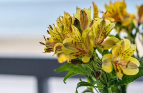 Alemar Estates Agia Triada - Foto 7