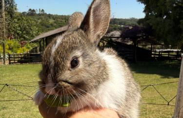 Fazenda do Sonhos - Cotia - Foto 12