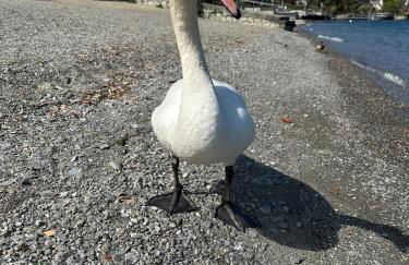 Casa Victoria - Foto 18