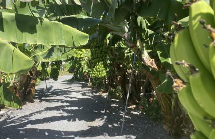 A-Nueva! Magec vip jacuzzi privado - Foto 41