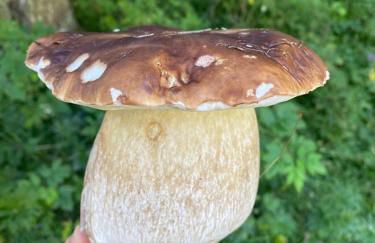 La Rotonda - Foto 40