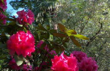 Il Pioppo Antico - Photo 60