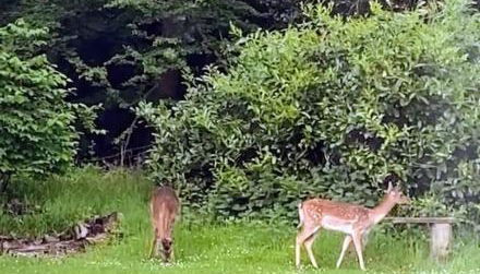 Cosy, private, cabin suit couples looking for a retreat and business traveller, near Frieth - Foto 3