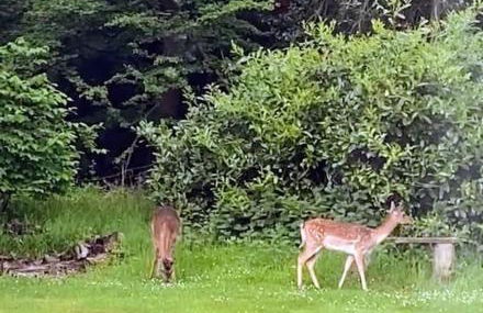 Cosy, private, cabin suit couples looking for a retreat and business traveller, near Frieth - Foto 3