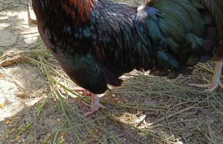 Casa do Forno - Foto 54