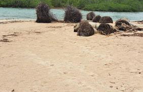 Casa de Praia em Porto de Pedras. Praia da Lage. - Foto 32