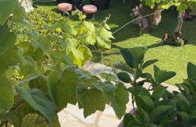 Casa do Albano - Foto 6