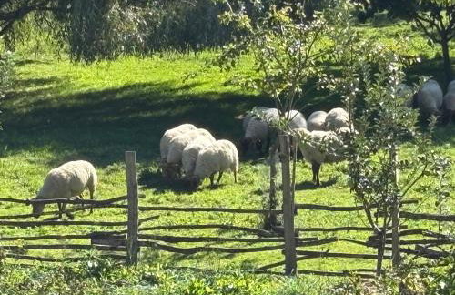 Chez Patricia - Foto 31