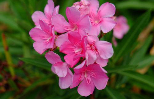 Ladanos Apartment Thassos - Foto 25