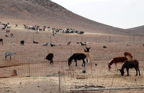 Holamigos Morro Jable - Foto 37