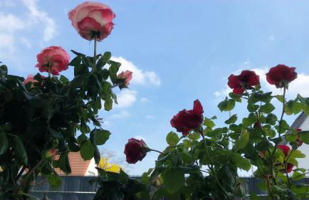 Exclusive Airport Apartment - Foto 9