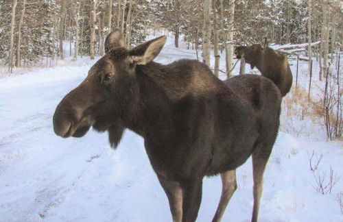 Mountain Views and Hot Tub Airy Forest Escape! - Foto 38