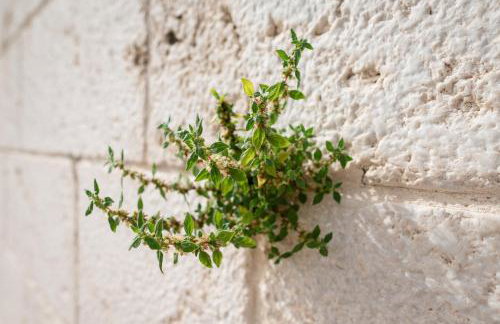 Didova kuća, Holiday home with Private pool near Rogoznica,Sleeps 9 - Foto 33