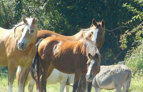 Ferienhof Stobbe - Foto 8