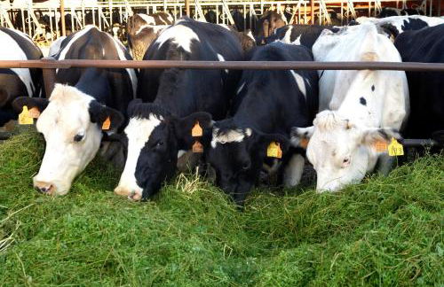 Turisme Rural Ca l,Anguila - Foto 49