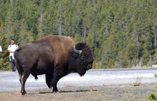 Gorgeous Jackson Hole Condo in Top location with Great Views and Private Deck with Barbeque! - Foto 46