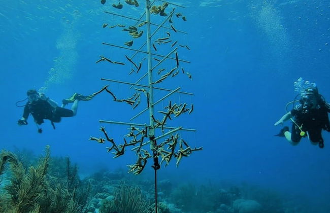 Bloozz resort Bonaire - Foto 74