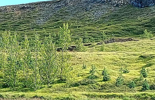 Ásgeirsstaðir Cottages - Foto 56