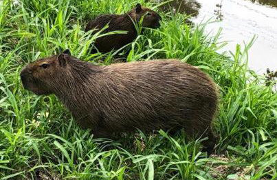 Recanto dos Pássaros em Petrópolis - Foto 20