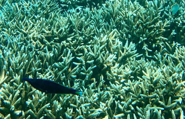 Snorkelling in Pigeon Island - Foto 7