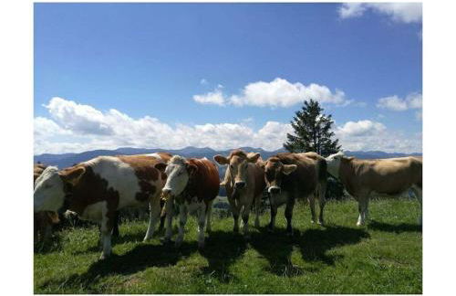 Holiday Apartment Schwärzler - Foto 25