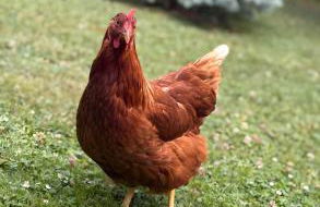 Fewo Omatina - Foto 32