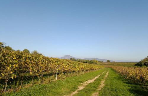 Residenza Gli Agrumi del Garda - Foto 46