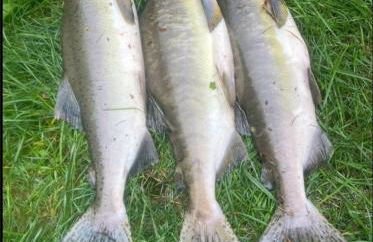 Tony's Riverside Oasis - Foto 52