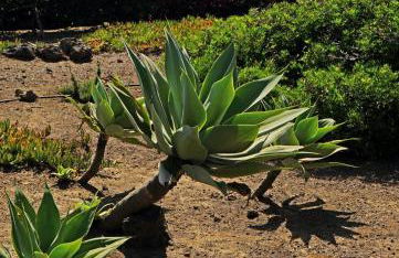 Dammusi I Jardina - Foto 31