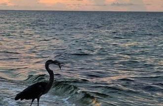 Fall&Winter Special! Walk to Gulf beach-Fire Pit-Gameroom - Foto 38