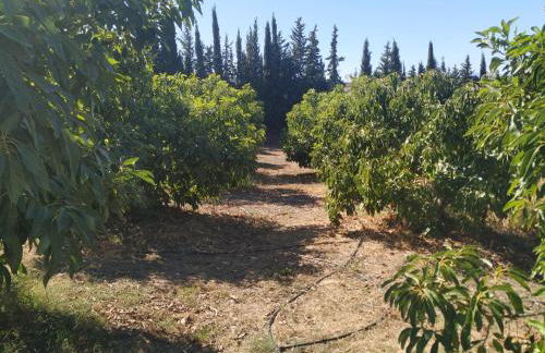 Finca Vista El Montanes - Photo 43