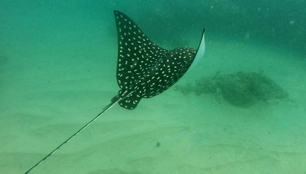 Snorkel en la bahía de Acapulco - Foto 3