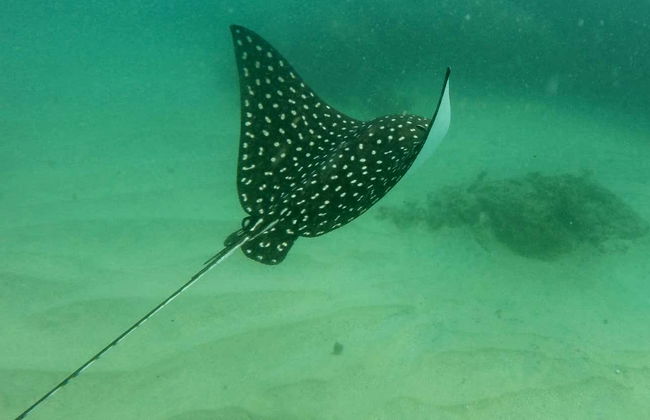 Snorkel en la bahía de Acapulco - Foto 3