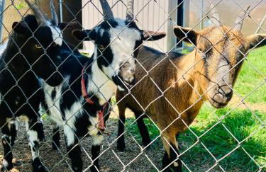 El Rincón de Willy - Foto 15