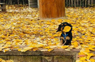 Skorzęcin Przytulny Zakątek - Foto 30