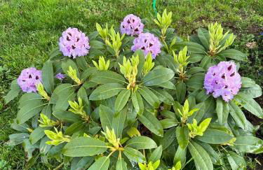 La Casa Dei Fiori - Foto 20