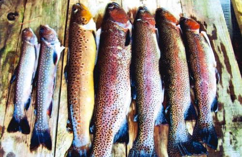 Apartment in Alsace With Private Terrace - Foto 50