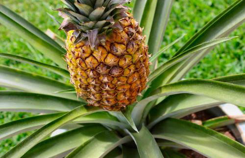 Shores at Waikoloa 132 Hale Kai - Foto 48