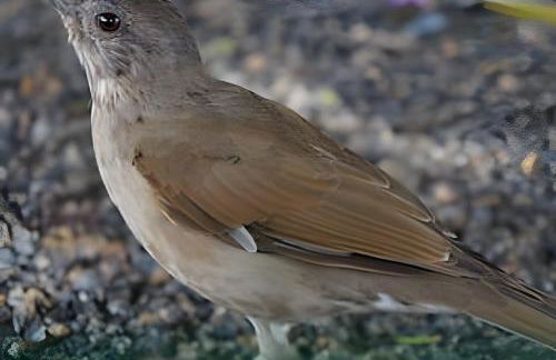 Flat Térreo em Meio a Natureza - Foto 38