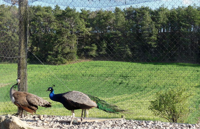 Cal Carulla - Foto 47