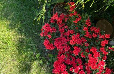 Noclegi pod kasztanem - Foto 46