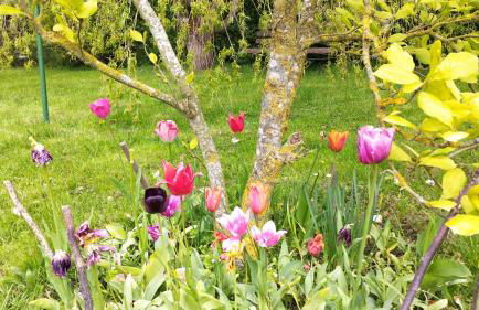 2 Ferienhäuser im Doppelpack für Naturliebhaber, strandnah, ruhig, mit großen Gärten - Foto 62
