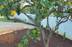 Villa Piro - Relax, sun and sea in Salento - Foto 21