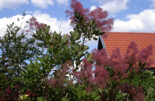 Willa Reglówka Stylowy dom Pachnący ogród - Foto 73