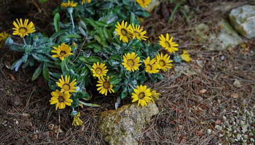 Villa Memia - Foto 3, Garden, Garden view