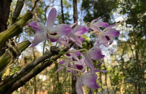 Chalé na Floresta - Refúgio Natural - Photo 34