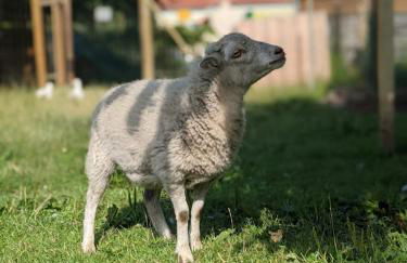 Helenes Ferienwohnung auf dem Bauernhof - Lausitzer Seenland - Foto 32